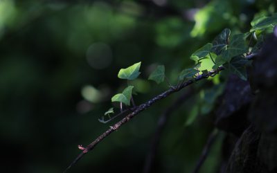 Internet of Plants